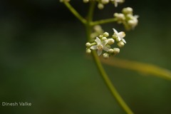 Walsura trifoliolata var. trifoliolata